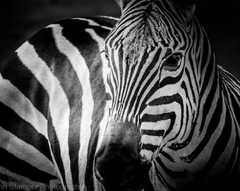 Zebra Print Africa Wildlife Fine Art Black and White Photography on Canvas Luster Paper or Metal 3 Panel Triptych Tanzania Safa