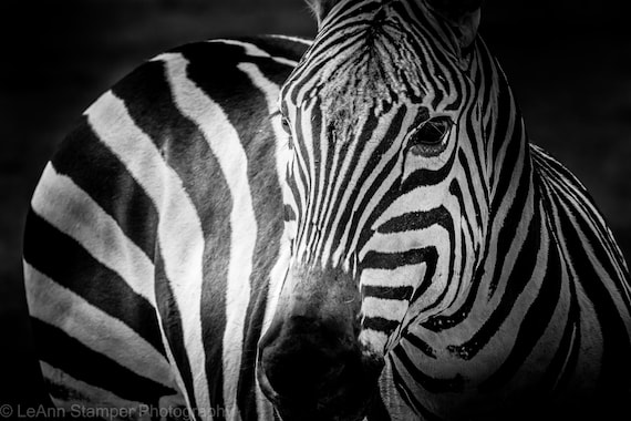 Zebra Print Africa Wildlife Fine Art Black and White Photography