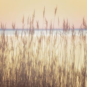 Abstract Sea Oats Sunset Print Outer Banks OBX North Carolina NC Fine Art Interior Design Photography on Canvas or Print on Metal