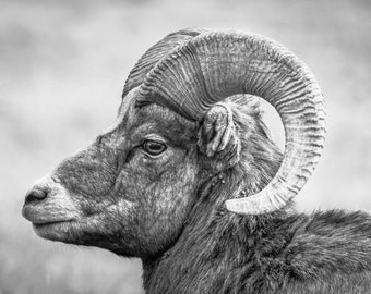 Bighorn Sheep Ram Print Yellowstone National Park Winter Black and White Animal Poster Rustic Decor Fine Art Wildlife Photography Canvas