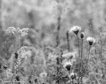 Great Smoky Mountains National Park Print Abstract Wildflowers Dandelion Black and White Fine Art Photography on Canvas Paper Frame Option