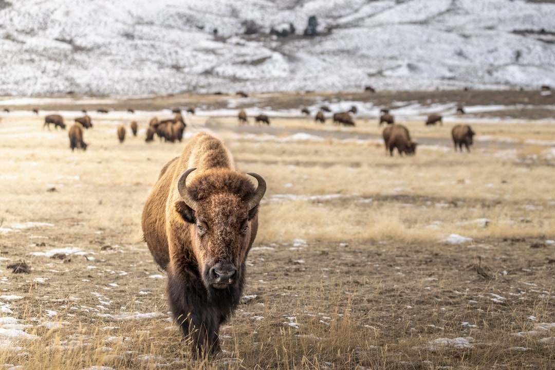 American Bison Herd Print Yellowstone National Park YNP Winter Snow ...