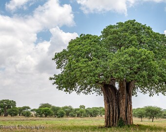 Baobab Tree of Life Print Tarangire National Park Tanzania Fine Art International Photo Wildlife Animal Decor Canvas or Custom Frame Option