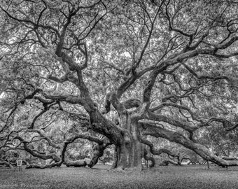 Charleston SC Print South Carolina  Historic Angel Oak Tree Fine Art Black & White Photo Canvas Metal Luster Paper 3 Panel Triptych