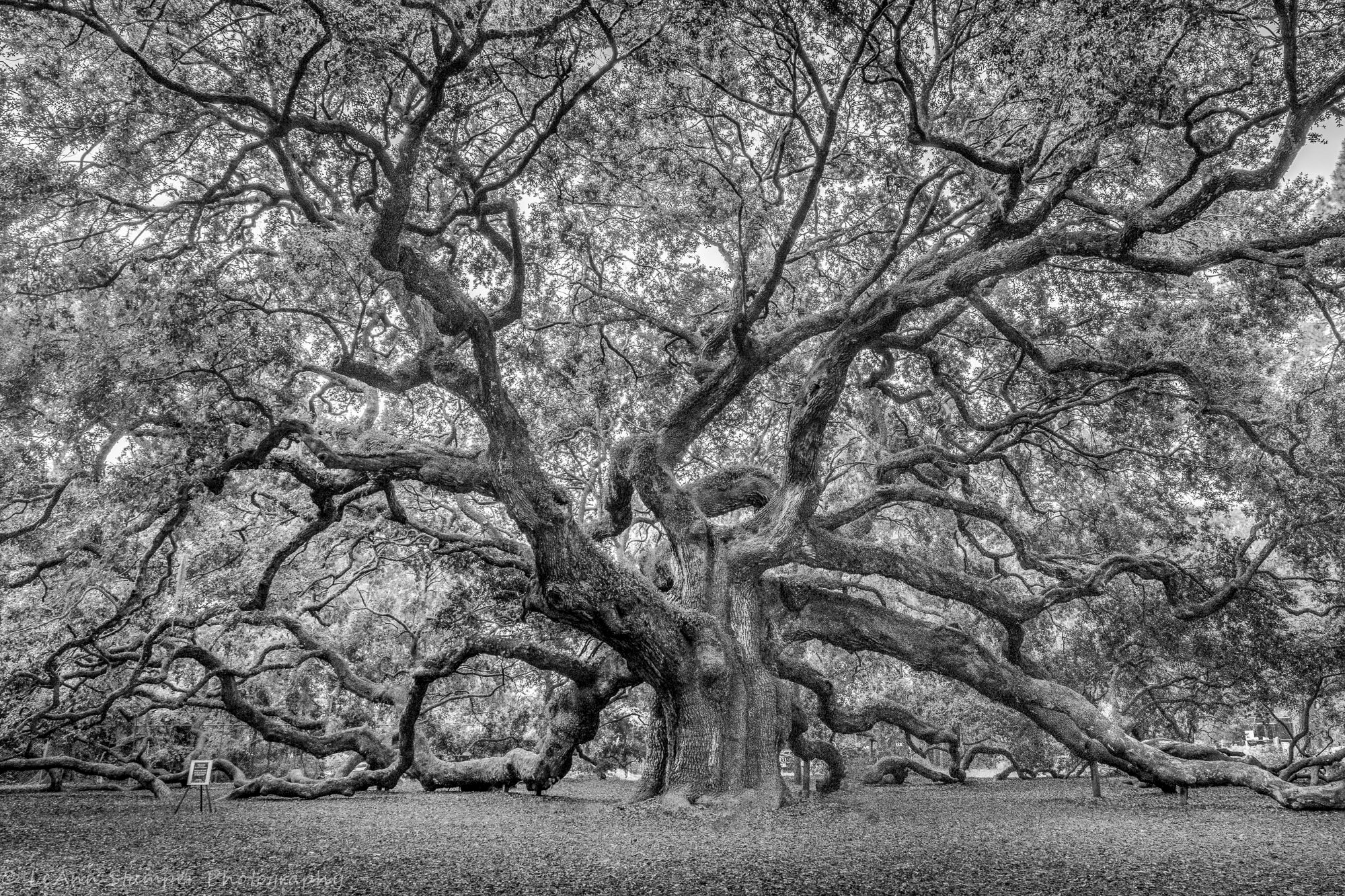 Charleston SC Print South Carolina Historic Angel Oak Tree Fine