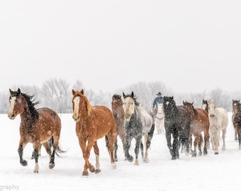 Horses Running in the Snow Kalispell Montana MT Rodeo Horse Cowboys on a Ranch Boho Farmhouse Decor Fine Art Photo on Canvas Metal or Paper