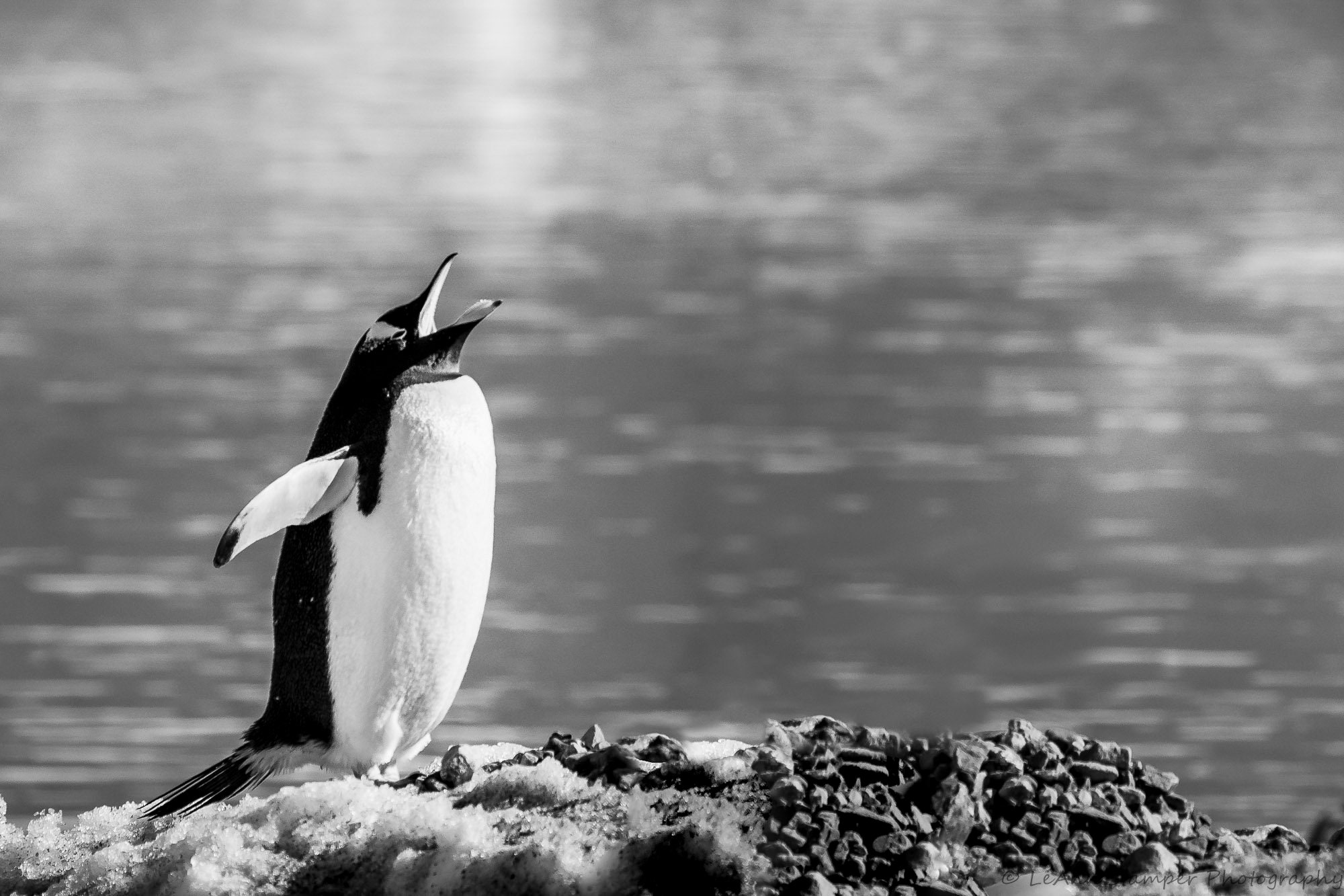 Happy Singing Gentoo Penguin Print Antarctica Art Fine Art Black