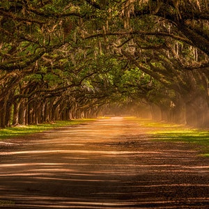 Savannah Ga Canvas Print Wormsloe Plantation Oak Trees Avenue of Oaks Wall Art Fine Art Photography Print Savannah Georgia Wall Art Southern
