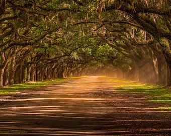 May include: A long, dirt road lined with moss-draped oak trees. The road leads to a misty, sunlit clearing.