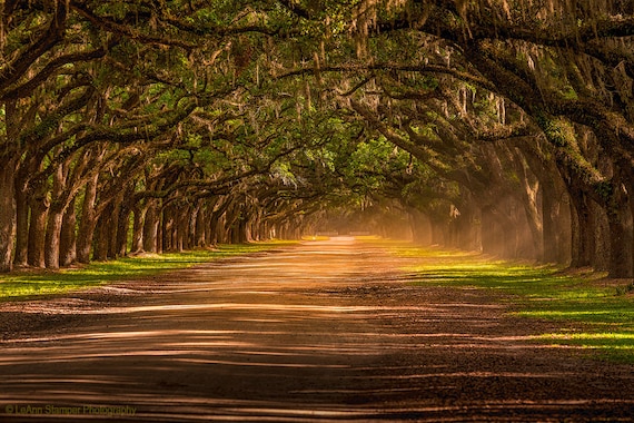 Savannah Ga Canvas Print Wormsloe Plantation Oak Trees Avenue Etsy