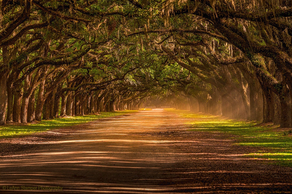 Savannah Ga Canvas Print Wormsloe Plantation Oak Trees Avenue of Oaks Wall Art Fine Art Photography Print Savannah Georgia Wall Art Southern