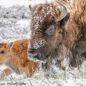 American Buffalo in Snow Original Canvas Art Bison Canvas Print Bison Canvas Wall Art Buffalo Home and Office Rustic Decor Print Wall Decor