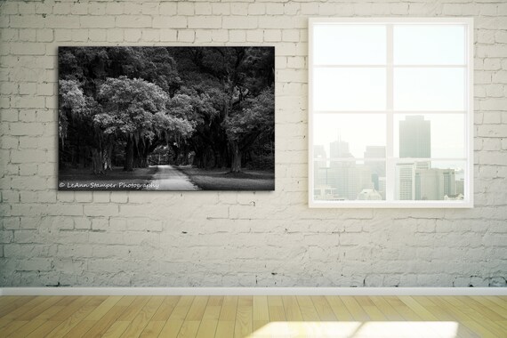 Charleston Sc South Carolina Orchard Historic Oak Tree Etsy