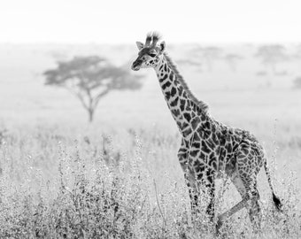 Baby Giraffe Playing Print Nursery Decor Animal Art Safari Fine Art Photography Black and White Canvas Print Metal Print on Luster Paper