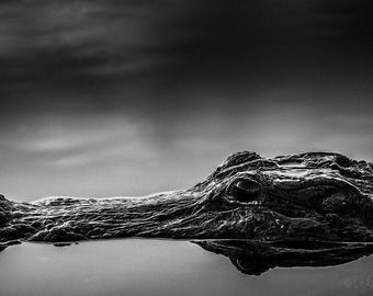 Everglades Gators Canvas Fine Art Black and White Abstract