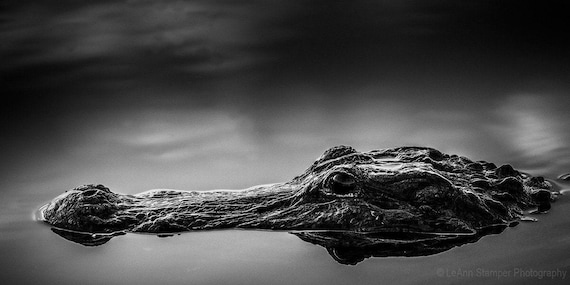 Everglades Gators Canvas Fine Art Black and White Abstract