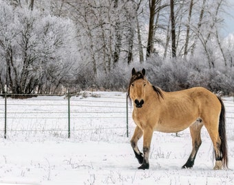 Montana Wyoming Rodeo Horse Stallion Winter Snow Scene Ranch Life Fine Art Photography on Canvas or Luster Paper with Framing Options