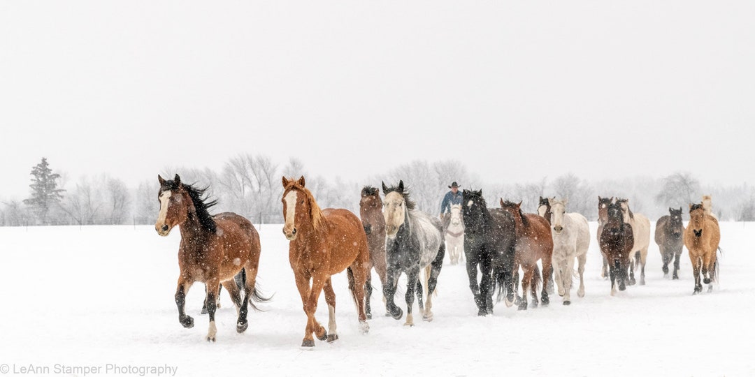 Horses Running in the Snow Kalispell Montana MT Rodeo Horse Cowboys on