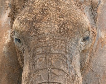African Elephant Close Up Face Fine Art Photography Canvas Print Tanzania Safari Art