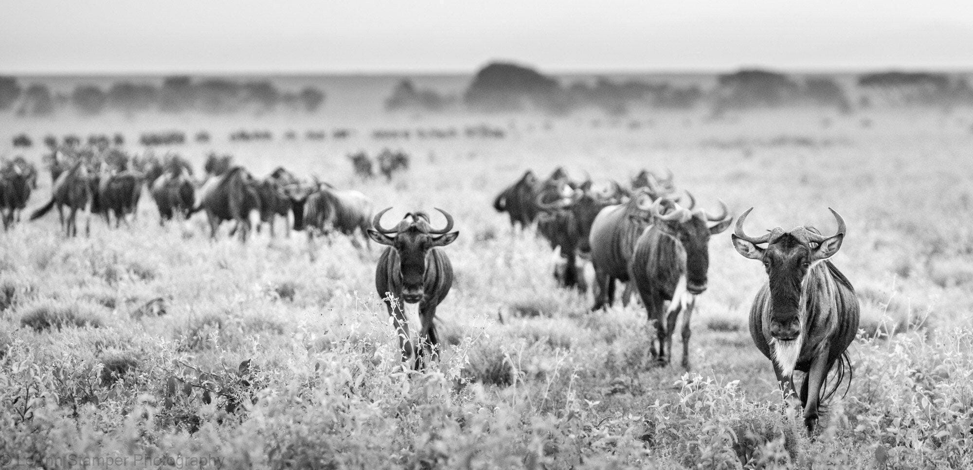Wildebeest Migration Line Africa Print Animal Art Poster Safari
