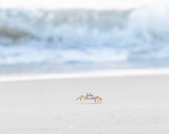 Ghost Crab on the beach North Carolina NC Outer Banks OBX Print Art Coastal Ocean Waves Photo on Canvas or Luster Paper Neutral Tones Decor