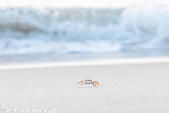 Ghost Crab on the beach North Carolina NC Outer Banks OBX Print Art Coastal Ocean Waves Photo on Canvas or Luster Paper Neutral Tones Decor