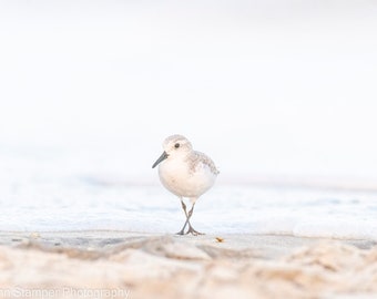 Playa de aves zancudas Sand Piper, Carolina del Norte, NC Outer Banks OBX, impresión artística, Corolla, fotografía costera sobre lienzo o papel lustre, decoración en tonos neutros
