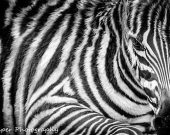 Zebra Print Baby Animal Fine Art Black and White Photography Tanzania Safari Nursery Art on Wrapped Canvas Metal or Luster Paper