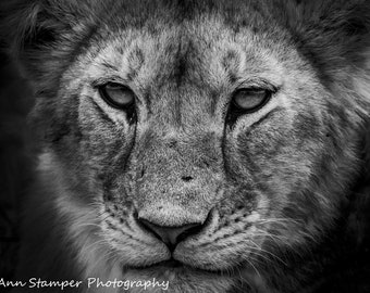 Lion Cub Print Close Up Animal Art Poster Safari Nursery Fine Art Black & White Photo Print Wrapped Canvas Print Metal Print on Luster Paper