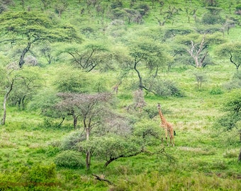 Giraffe Print Serengeti National Park Tanzania Fine Art International Photo Wildlife Animal Nursery Decor Canvas or Custom Frame Option