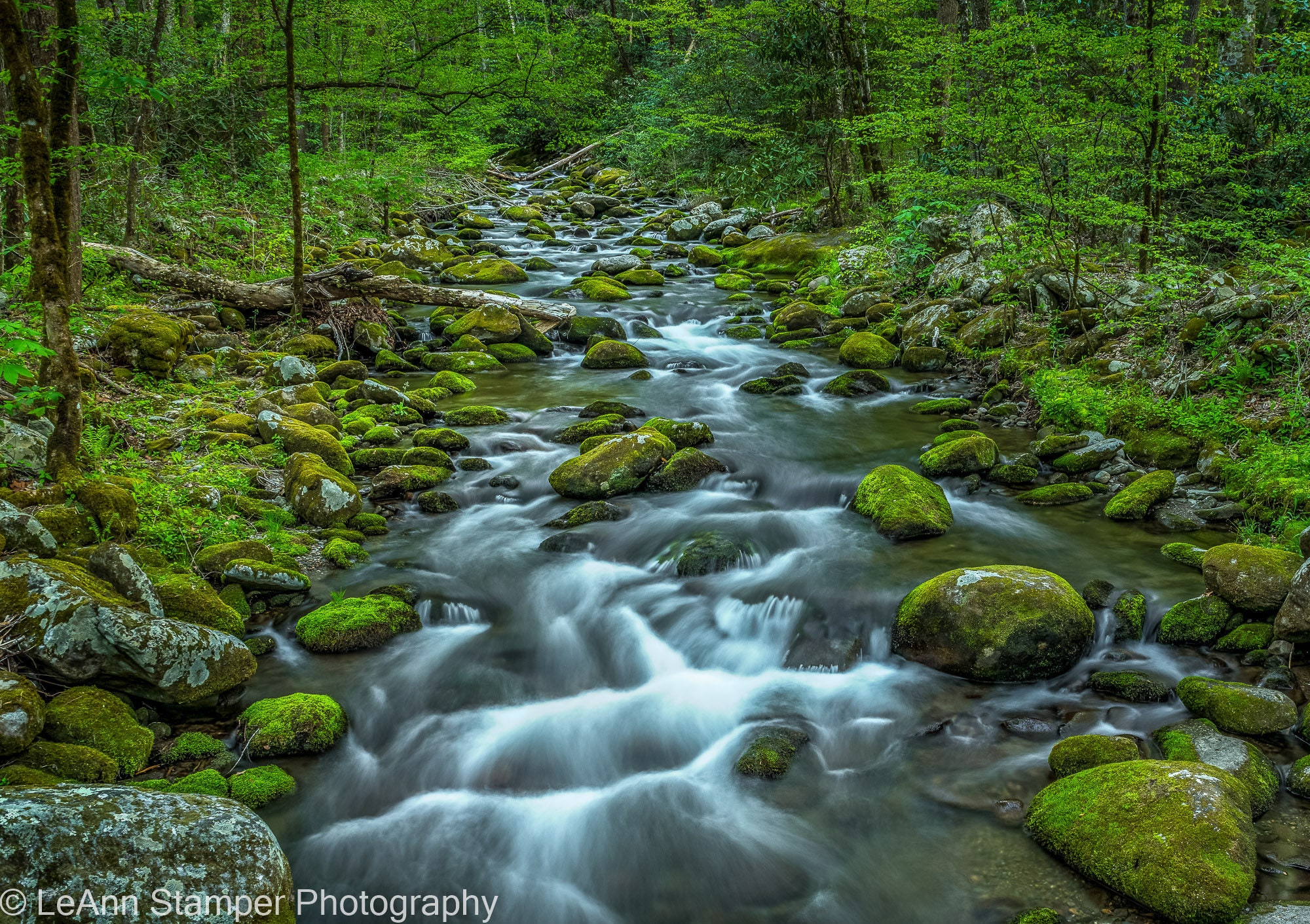 Great Smoky Mountains National Park Poster Spring Green Rocks and