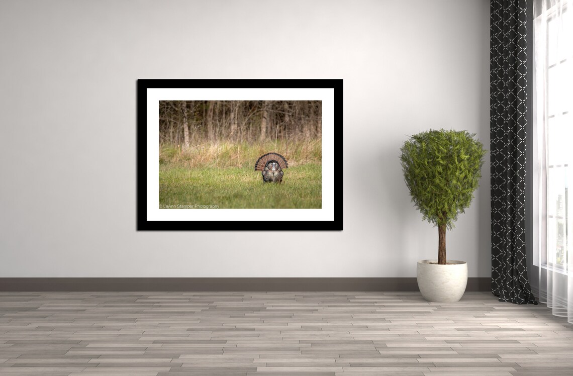 Wild Turkey Spring Strut Great Smoky Mountains National Park Print ...
