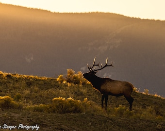 Bugling Elk Rut Print Yellowstone National Park Poster Fall Wildlife Hunting Rustic Decor Fine Art Wildlife Photography Canvas or Paper