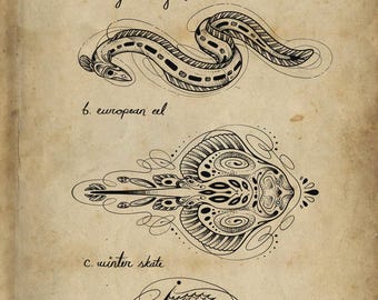 May include: Illustration of four fish: a beluga sturgeon, a European eel, a winter skate, and an orange roughy. Each fish is depicted in a detailed, black and white line drawing style, with decorative patterns. The artwork is on a vintage-style paper background.