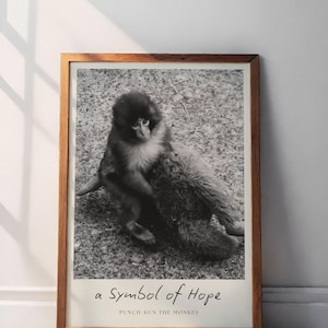May include: Black and white framed print featuring a monkey. The image includes the text "a Symbol of Hope" and "PUNCH-KUN THE MONKEY" at the bottom. The frame is made of wood and the print is displayed against a white wall.