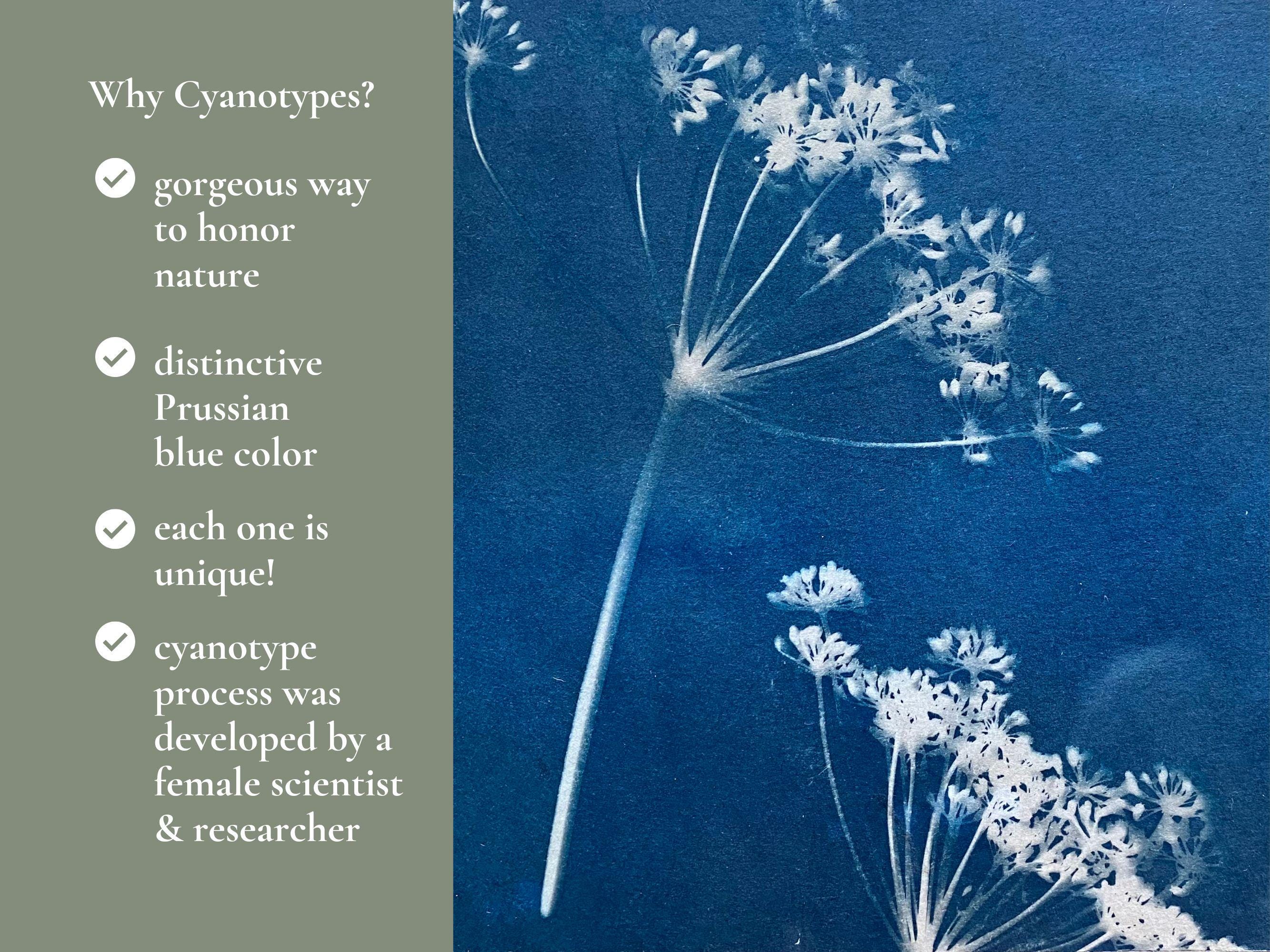 Cucumber Cyanotype Print, Abstract Blue Circle Art (11x14) - Etsy