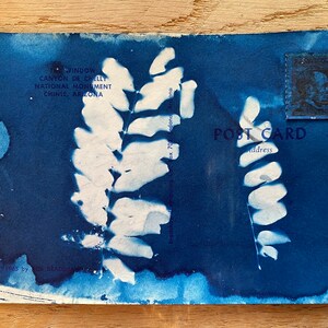 Stampa di felce di cartolina blu scuro cianotipica su cartolina antica - Lettere d'amore perdute - Cartoline perdute - Originale OOAK