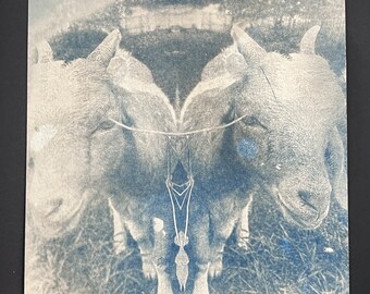 Goat Cyanotype Farm Nature Photograph - Rustic Blue Original Print - Baby Goats Cyanotypes OOAK Original 4x6