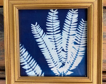 Mimosa Nature Science Art Cyanotype BLUE | Fern Mimosa Tree Leaves Branch Blue Print | Gold Frame | Alternative Cyanotypes Original Small