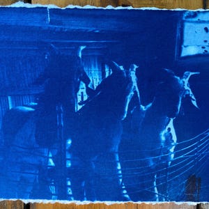 Fotografia cianotipica - Ragazzi capra della fattoria - Stampa blu su carta per acquerello - errore di stampa - OOAK originale 4x6