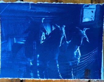Goat Boys Cyanotype Photograph – OOAK Blue Print, Signed (4x6)