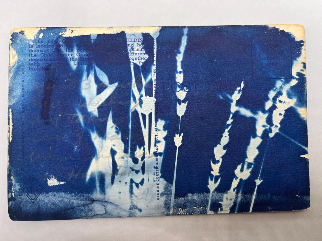 Lavender Wildflower Art Cyanotypes Blue Postcard | Cyanotype Print ...