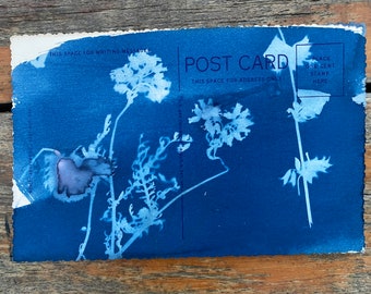 Cyanotype Flower Print on Antique Postcard – OOAK Original