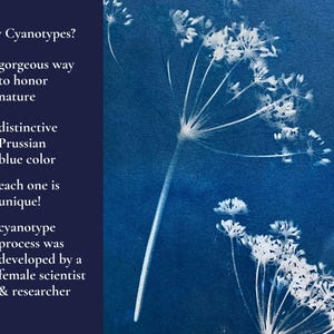 May include: A cyanotype print of a white flower against a blue background. The text "Why Cyanotypes?" is on the left side of the image. The text below the title lists reasons why cyanotypes are unique, including the fact that the process was developed by a female scientist and researcher.