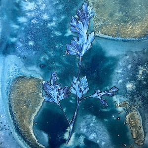 Stampa cianotipica di coriandolo, pianta erbacea / stampa blu di erbe culinarie su carta per acquerello / cianotipi alternativi OOAK originali 8x11