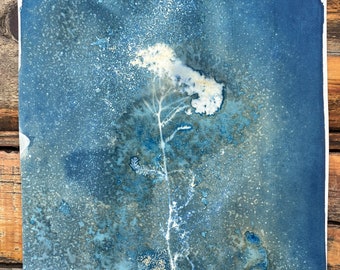 Cyanotype Photograph - Yarrow Flower Blue Yellow Farm Flowers - Blue Print on Watercolor paper - Alternative Cyanotypes OOAK Original 11x8