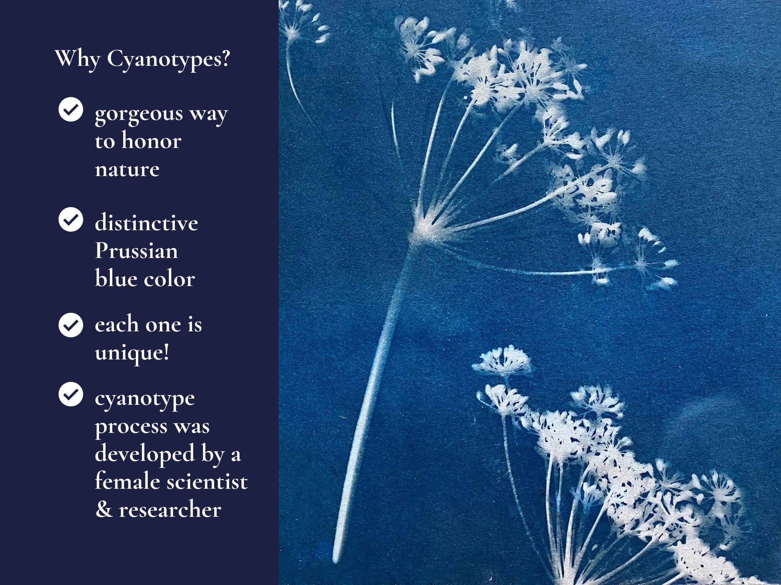 costa-rica-blue-flowers-leaves-cyanotype-print-cyan-blue-flowers-deep