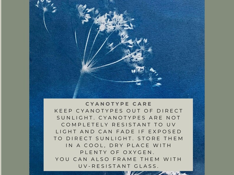 Cucumber Cyanotype Print, Abstract Blue Circle Art (11x14) - Etsy