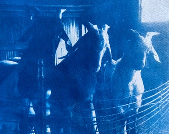 Cyanotype Photograph - Goats of the Farm - Blue Print on Watercolor paper - OOAK Original
