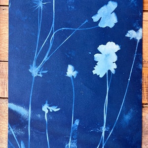 Cyanotype Cosmos Blue Boho Flower | Whispy Garden Flower | Blue Photography OOAK Original | Science Floral artwork 9x12